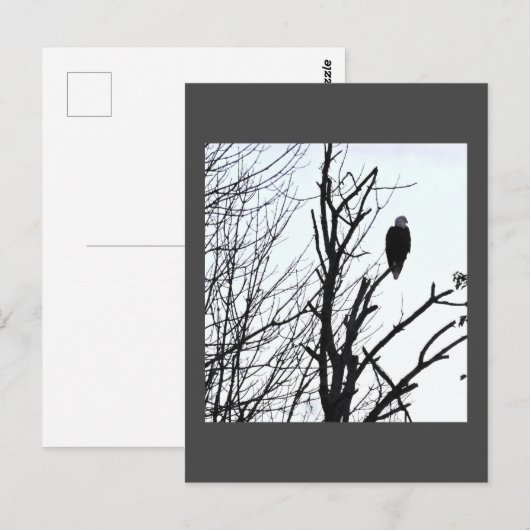 ハゲワシはがき ポストカード (正面/裏面)