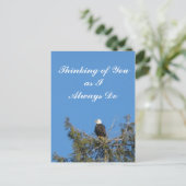 ハゲワシはがき ポストカード (スタンド正面)