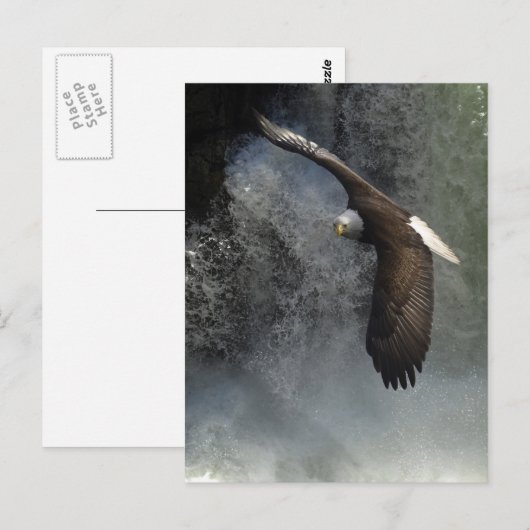 ハゲワシはがき ポストカード (正面/裏面)