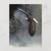 ハゲワシはがき ポストカード (正面)