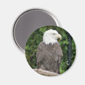 ハゲワシ磁石 マグネット (正面/裏面)