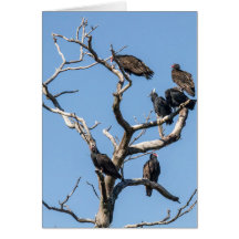 ハゲワシ科の木