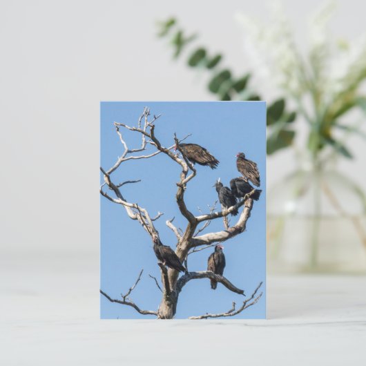 ハゲワシ科の木 ポストカード (スタンド正面)
