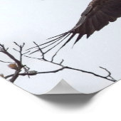 ハゲワシ翼スプレッド ポスター (角)