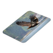 ハゲワシ野生動物写真 マグネット (左側)