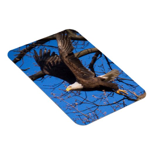 ハゲワシ離陸 マグネット (右側)