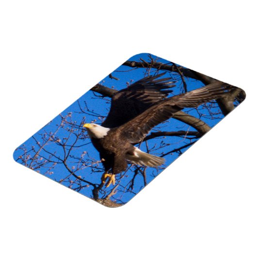 ハゲワシ離陸 マグネット (左側)