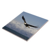 ハゲワシ飛行中,ハリファータス白頭症, 3 タイル (側面)