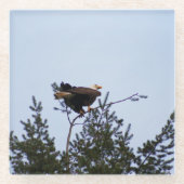 ハゲワシ ガラスコースター (正面)