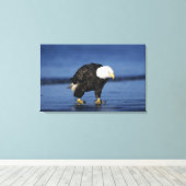 ハゲワシ キャンバスプリント (インサイチュ (ウッドフロア))