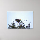 ハゲワシ キャンバスプリント (正面)