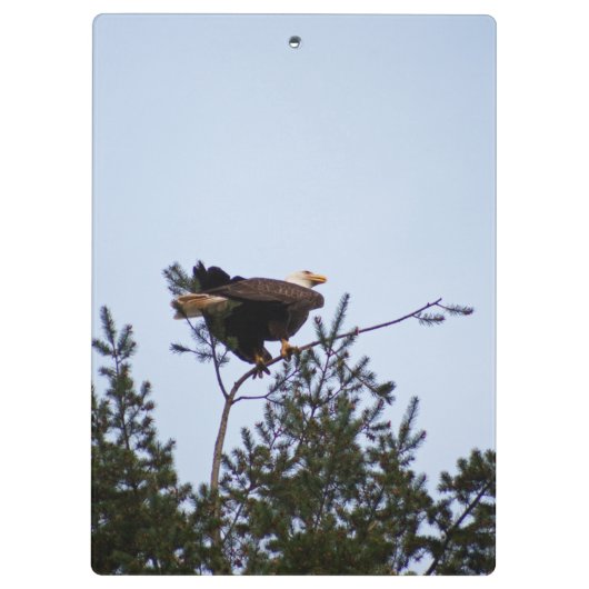 ハゲワシ クリップボード (裏面)