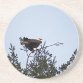 ハゲワシ コースター (正面)