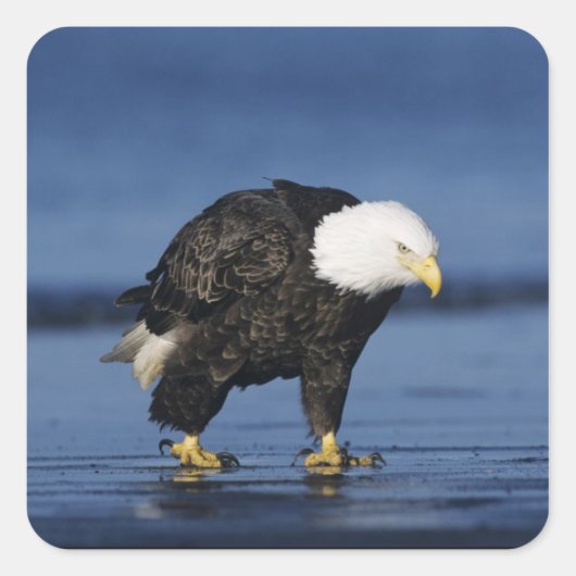 ハゲワシ スクエアシール (正面)