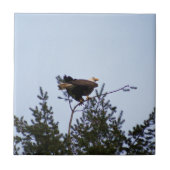 ハゲワシ タイル (正面)