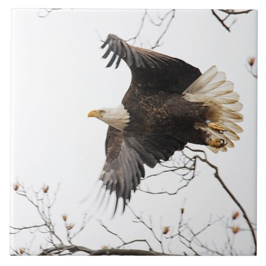 ハゲワシ タイル (正面)