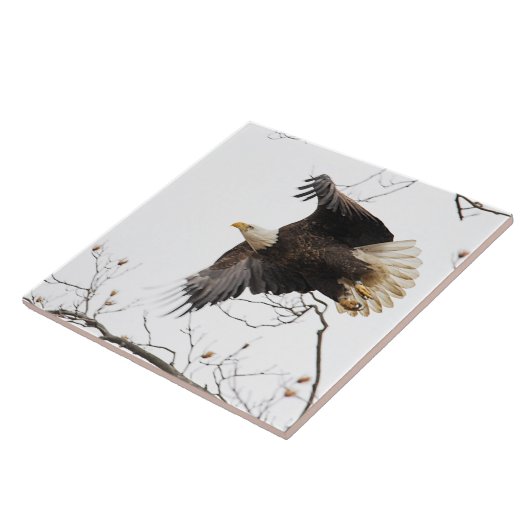 ハゲワシ タイル (側面)