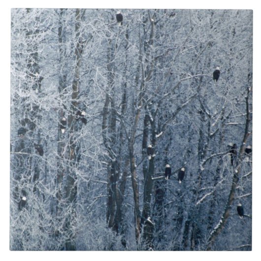 ハゲワシ タイル (正面)