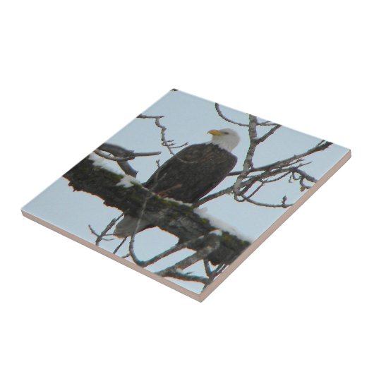 ハゲワシ タイル (側面)