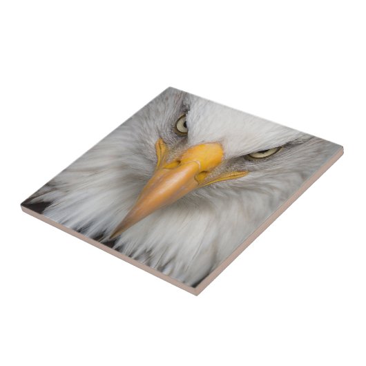 ハゲワシ タイル (側面)