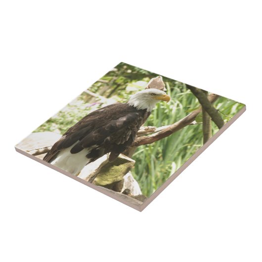 ハゲワシ タイル (側面)