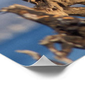 ハゲワシ、ハリアエトス・リュコセファルス ポスター (角)