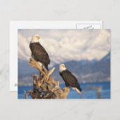 ハゲワシ、ハリアエトス・リュコセファルス ポストカード (正面/裏面)