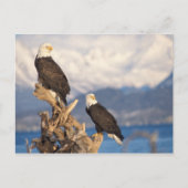 ハゲワシ、ハリアエトス・リュコセファルス ポストカード (正面)