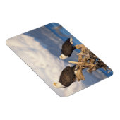 ハゲワシ、ハリアエトス・リュコセファルス マグネット (右側)