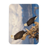 ハゲワシ、ハリアエトス・リュコセファルス マグネット (縦)