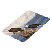 ハゲワシ、ハリアエトス・リュコセファルス マグネット (左側)