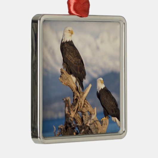 ハゲワシ、ハリアエトス・リュコセファルス メタルオーナメント (右)