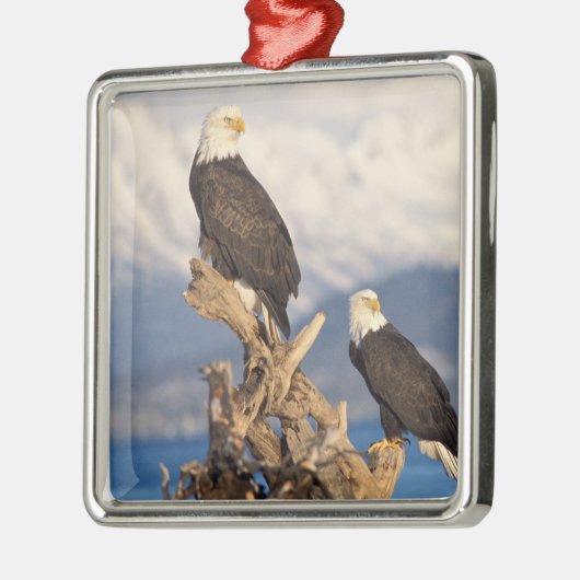 ハゲワシ、ハリアエトス・リュコセファルス メタルオーナメント (左)