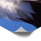 ハゲワシ、ハリアエトス・ロイコセファルス、クローズアップ、3 ポスター (角)