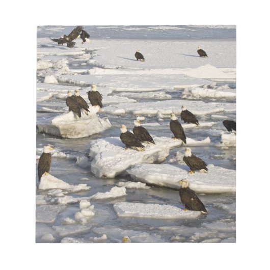 ハゲワシ、ハリアエトス・ロイコセファルス、ホーマー、2 ノートパッド (正面)