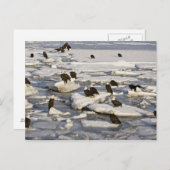 ハゲワシ、ハリアエトス・ロイコセファルス、ホーマー、2 ポストカード (正面/裏面)