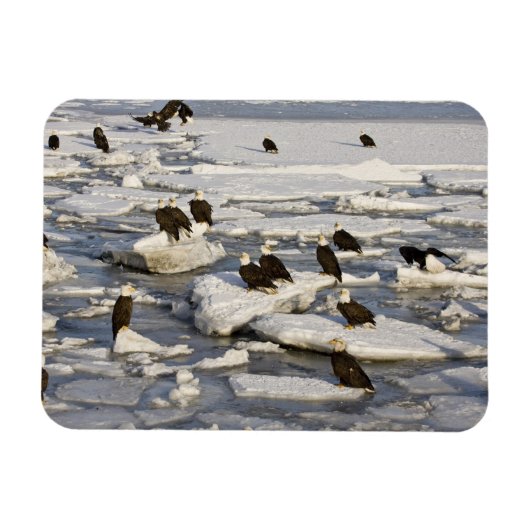 ハゲワシ、ハリアエトス・ロイコセファルス、ホーマー、2 マグネット (横)