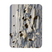 ハゲワシ、ハリアエトス・ロイコセファルス、ホーマー、2 マグネット (縦)