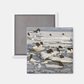 ハゲワシ、ハリアエトス・ロイコセファルス、ホーマー、2 マグネット (正面/裏面)