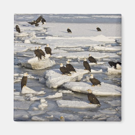 ハゲワシ、ハリアエトス・ロイコセファルス、ホーマー、2 マグネット (正面)