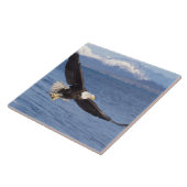 ハゲワシ、ハリファータス・ロイコセファルス、4号機 タイル (側面)