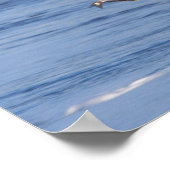 ハゲワシ、ハリファータス・ロイコセファルス、4号機 ポスター (角)