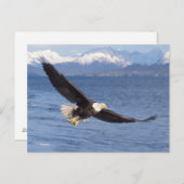 ハゲワシ、ハリファータス・ロイコセファルス、4号機 ポストカード (正面/裏面)