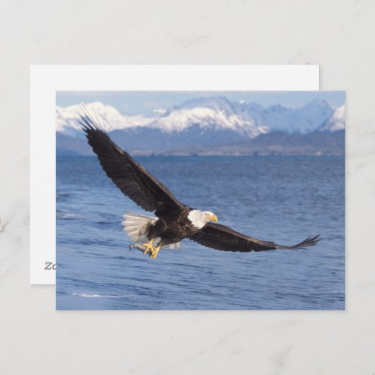 ハゲワシ、ハリファータス・ロイコセファルス、4号機 ポストカード (正面/裏面)