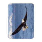 ハゲワシ、ハリファータス・ロイコセファルス、4号機 マグネット (縦)