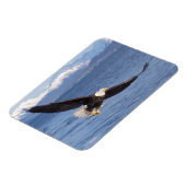 ハゲワシ、ハリファータス・ロイコセファルス、4号機 マグネット (左側)