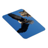 ハゲワシ、ヒラメ頭脳、着陸 マグネット (右側)