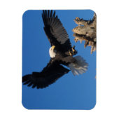 ハゲワシ、ヒラメ頭脳、着陸 マグネット (縦)