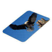 ハゲワシ、ヒラメ頭脳、着陸 マグネット (左側)