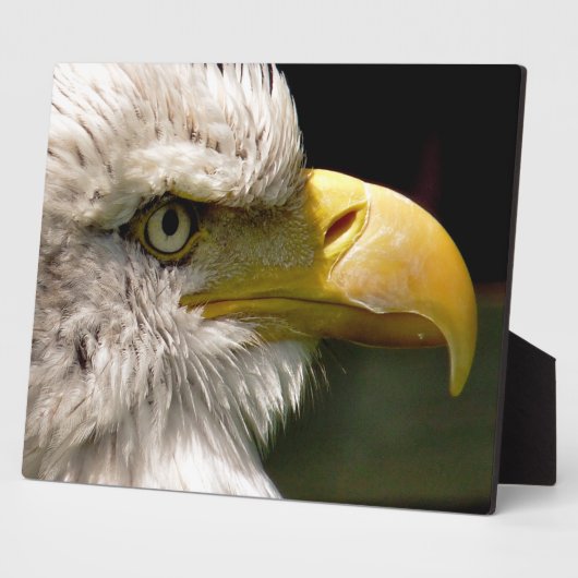 ハゲワシ フォトプラーク (側面)